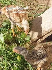  6 دجاج للبيع  اول خيرهم  عمر 9 شهور