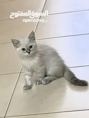  1 قطة للبيع cat for sale