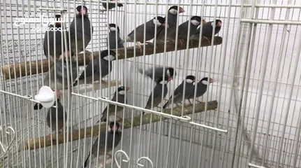  1 Java birds