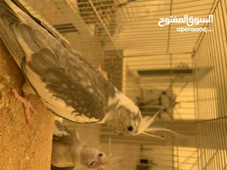  8 White faced cockatiels breeding pair