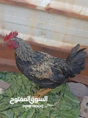  1 ديج ودجاجه