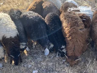 2 خرفان بلدي للبيع