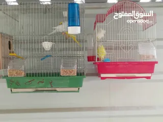  4 عصافير للبيع ما شاء الله الله يبارك لصاحب النصيب ويطرحله البركه يارب فيهم يارب