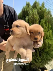  9 جولدن جراء ذكور واناث