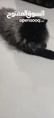  5 قطط للبيع نوع شانشلا