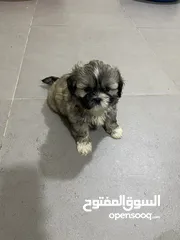  7 Baby shihtzu