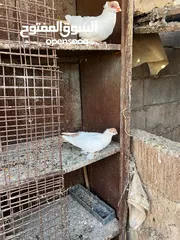  9 جواز بلونيات وجواز يهوديات