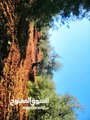 5 أرض للبيع مساحة 4500م2 قوشان مستقل جرش