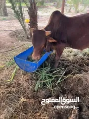  3 أبقار خارجيه للبيع