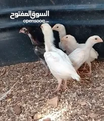  3 صيصان وديوك باكستاني