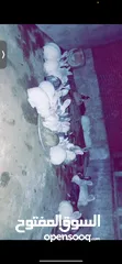  1 أرانب للبيع كبار وفي معشرين اناثي  وموجود صغار بأعمار مختلفه