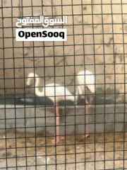  5 مزرعة جميله عائليه هادئه تصلح للحفلات للإيجار اليومي في رأس الخيمة