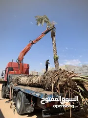  1 قرو 4 طن لليجار داخل وخارج طرابلس