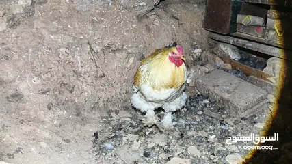  9 ديوك براهما بيور