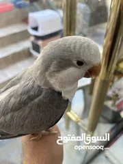  19 كويكر طفرة سينامون أليف راقص لعوب متكلم تابع الوصف للأهمية