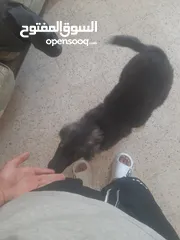  1 جيرمن شيبرد انثى للبيع