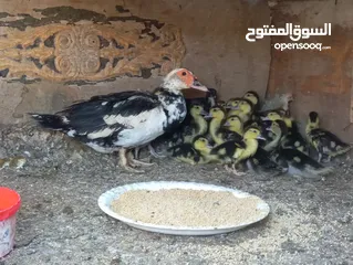  13 طيور للبيع بغرض نقل مكان السكن