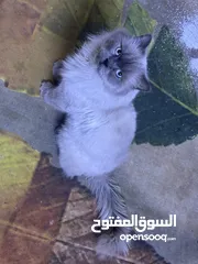  3 قط هملاية ذكر للبيع