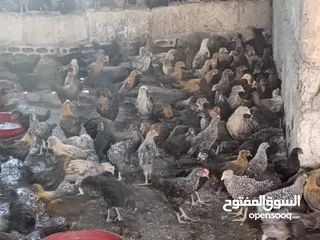  3 فرخات جاج بلدي سوبر