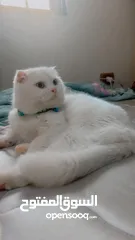  6 4 قطط للبيع