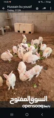  1 Rabbits for sale