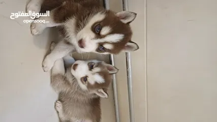  3 Siberian husky puppies blue eyes