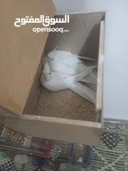  1 بسم الله ما شاء الله طيور كامل للبيع البيع كامل اقرا الوصف جيدا