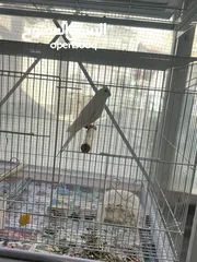  3 Cocktail albino love birds orange