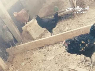  9 متوفر دجاج عرب مخاليف بيهن ابو ركيبه او عادي سعر زوج 25 نهيتهن
