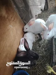  2 ارانب فرنسي وبندوق هجين بابون  15 ارنب عمر  شهر ونص و4 ارانب عمر شهرين ونص