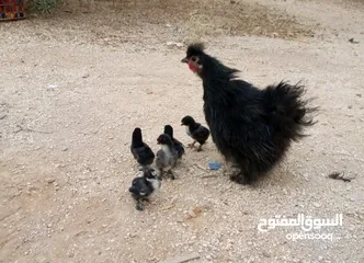  2 وز سوبر جامبو وجاج كوشن ومصوف