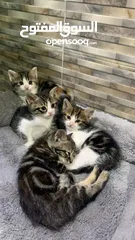  2 قطط للتبني Cats for adoption