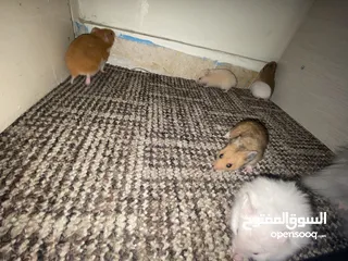  5 hamster هامستر للبيع عدد 7