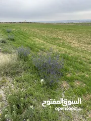  7 ارض مفروزه للبيع لكامل القطعه