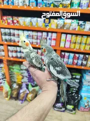  1 طيور كوكتيل 8 حبات كلو اليف شوف الريلز