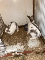  2 جوز هجين بابيون بسعر حرررررق