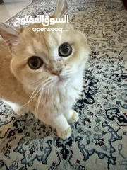  1 سكوتش فولد جولد ستريت