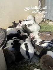  23 أرانب بصحة فوق الممتازه و مأكل ومشرب من افضل ما يكون مختلفة الأنواع و الأحجام والأعمار للبيع حصرا