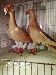  1 جوز بغادنه صفر حلوين شغالين 300