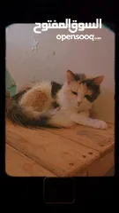  3 قطط للتبني مجانا - Free cats for adoption مجانا للتبني