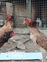  2 متاح بيض باكستاني خط اول..