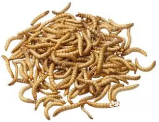 7 دود قبابي _ميل ورم _ Mealworm