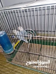  2 جوزين روز تحتهم فراخ و بيض اقرئ الوصف