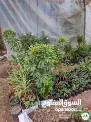  3 نباتات منزلية متنوعة متوفر جميع الانواع والاحجام مشاتل 22 مايو