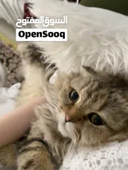  3 مطلوب ذكر للتزاوج فقط وليس للتبني. في منطقة الشامخة  أو الرياض او الفلاح فقط