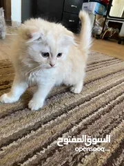  3 قط سكوتش شهرين