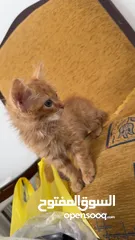  3 بسه تبني. يجي معاها اغراضها