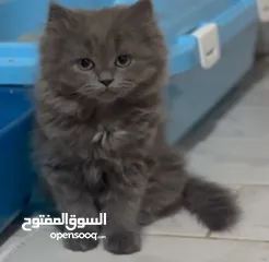  1 قطط شيرازيه