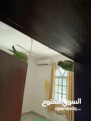  1 2 beautiful parrots