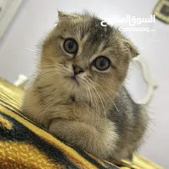  2 قطط سكوتش فولد ذكر وانثى